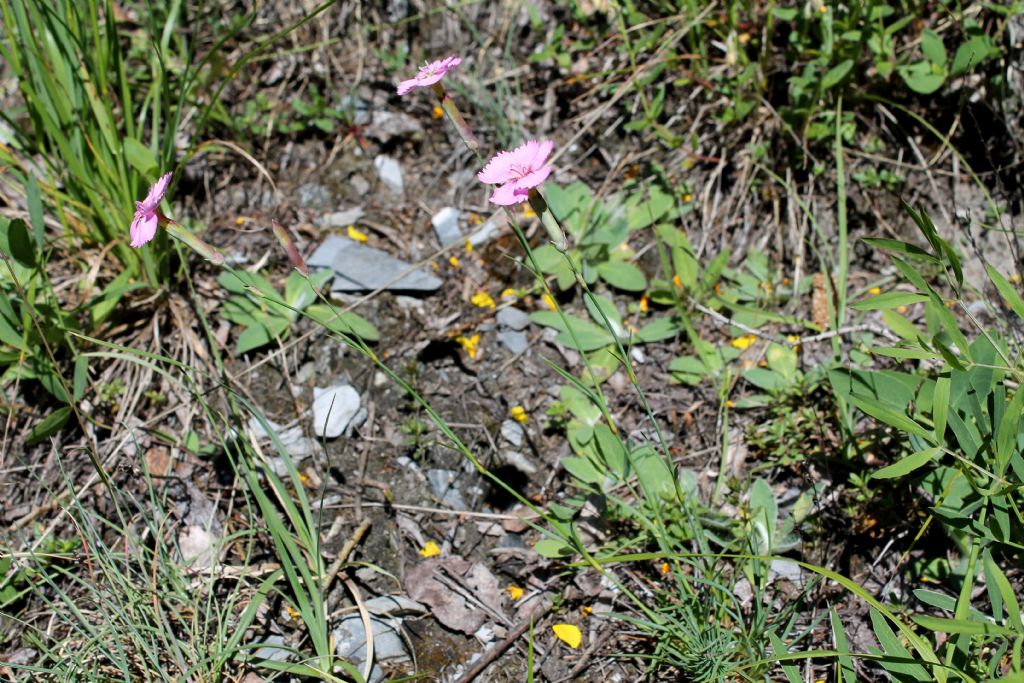 Dianthus sylvestris